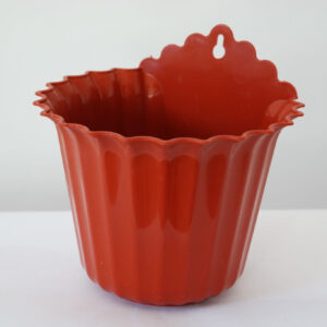 Астра пристінна